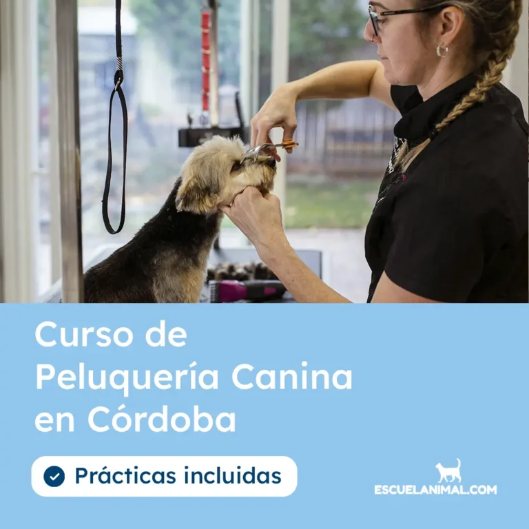 curso de peluqueria canina en cordoba