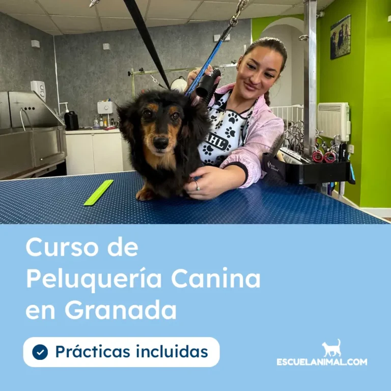 curso de peluqueria canina en granada