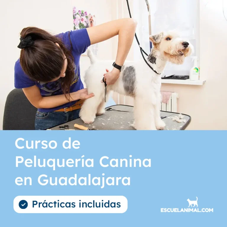 curso de peluqueria canina en guadalajara