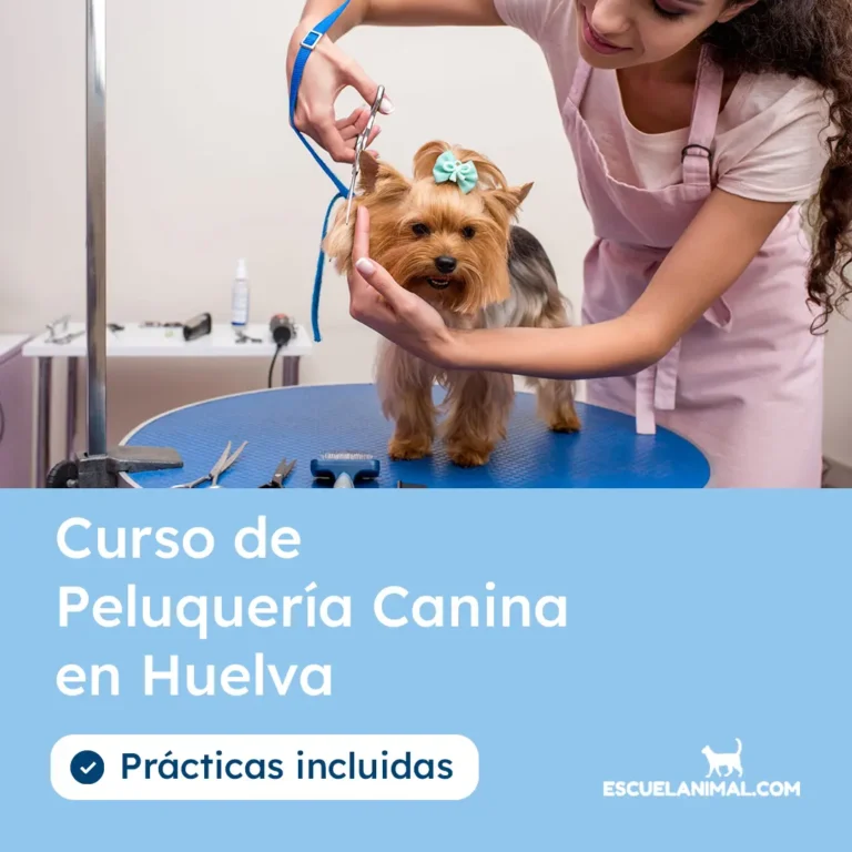 curso de peluqueria canina en huelva