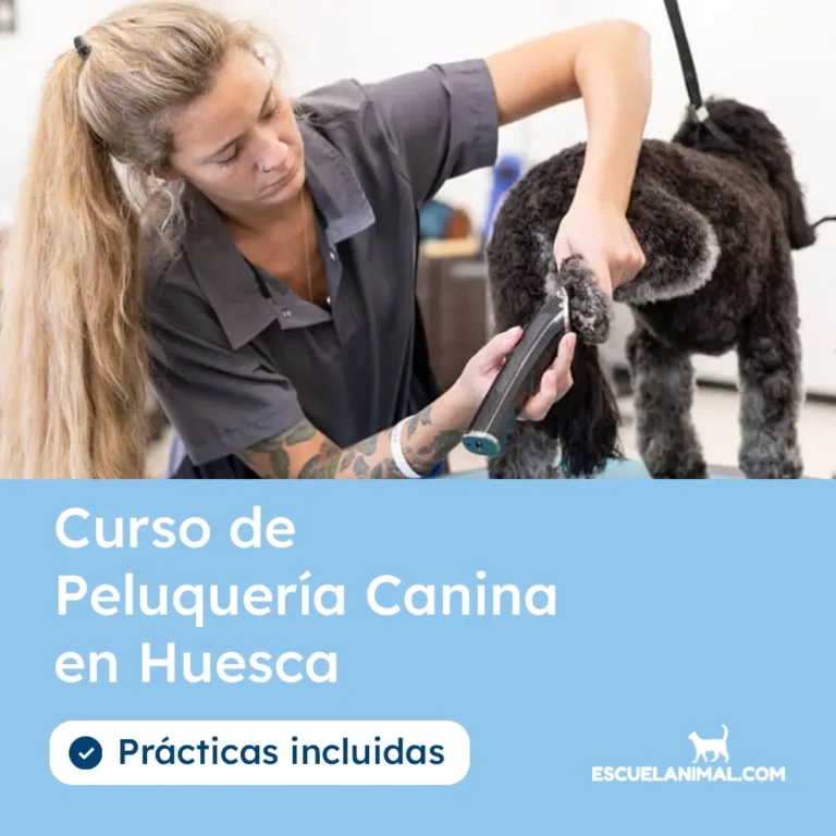 curso de peluqueria canina en huesca