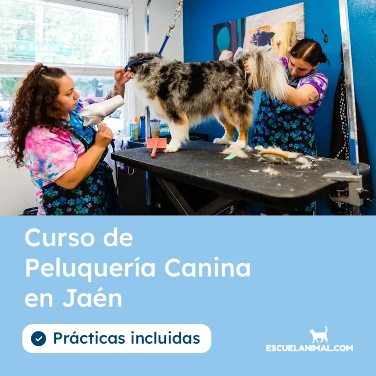 curso de peluqueria canina en jaen