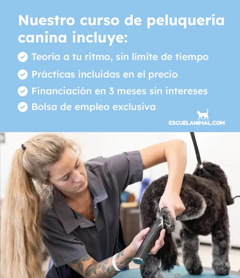 curso de peluqueria canina lerida