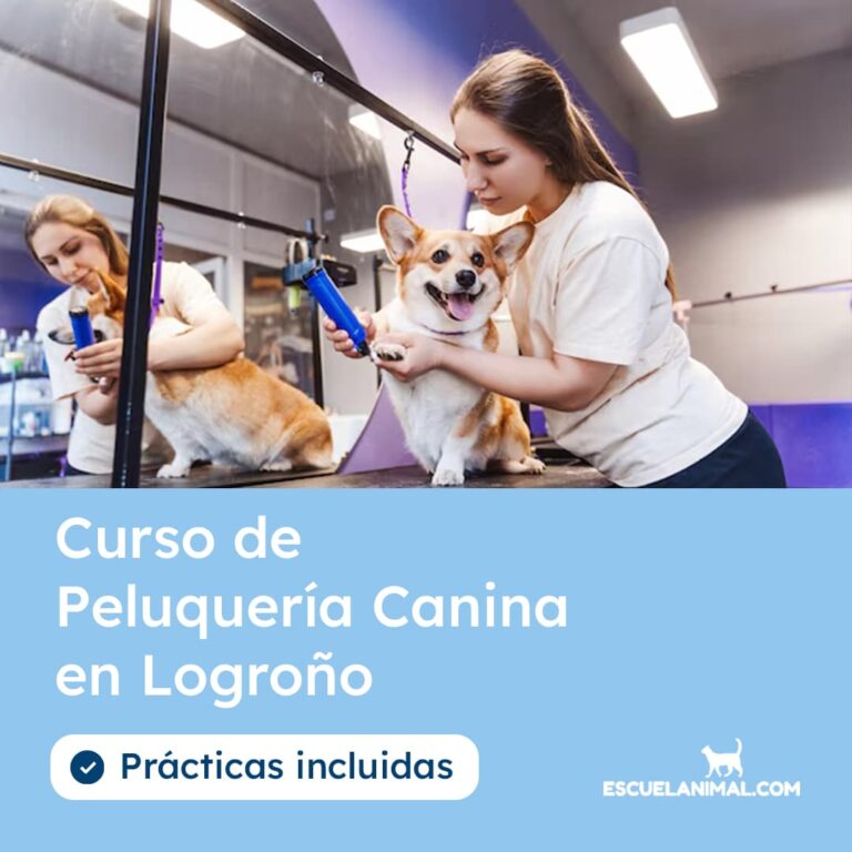 curso de peluqueria canina en logroño