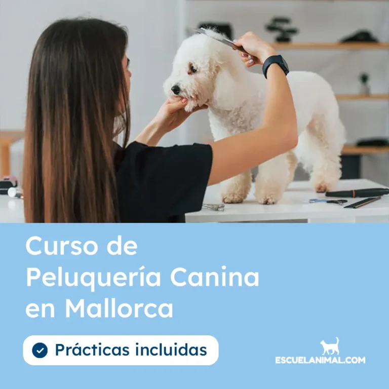curso de peluqueria canina en mallorca