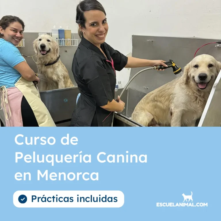 curso de peluqueria canina en menorca