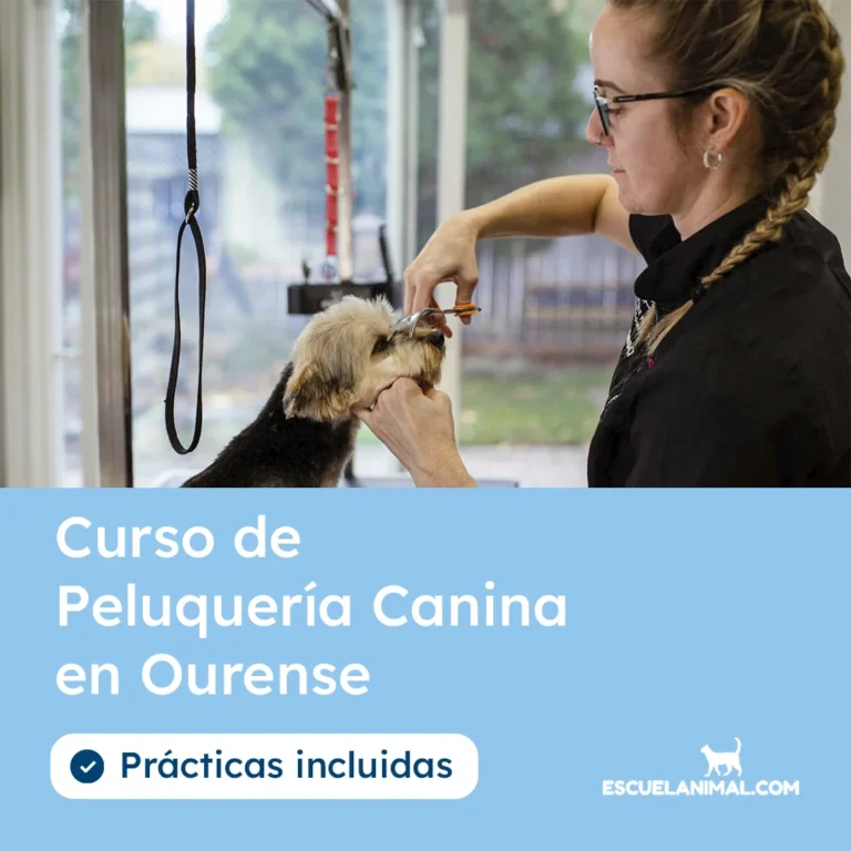 curso de peluqueria canina en ourense