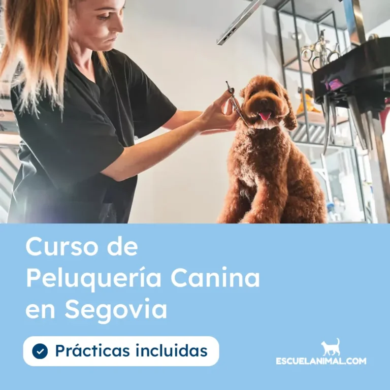 curso de peluqueria canina en segovia