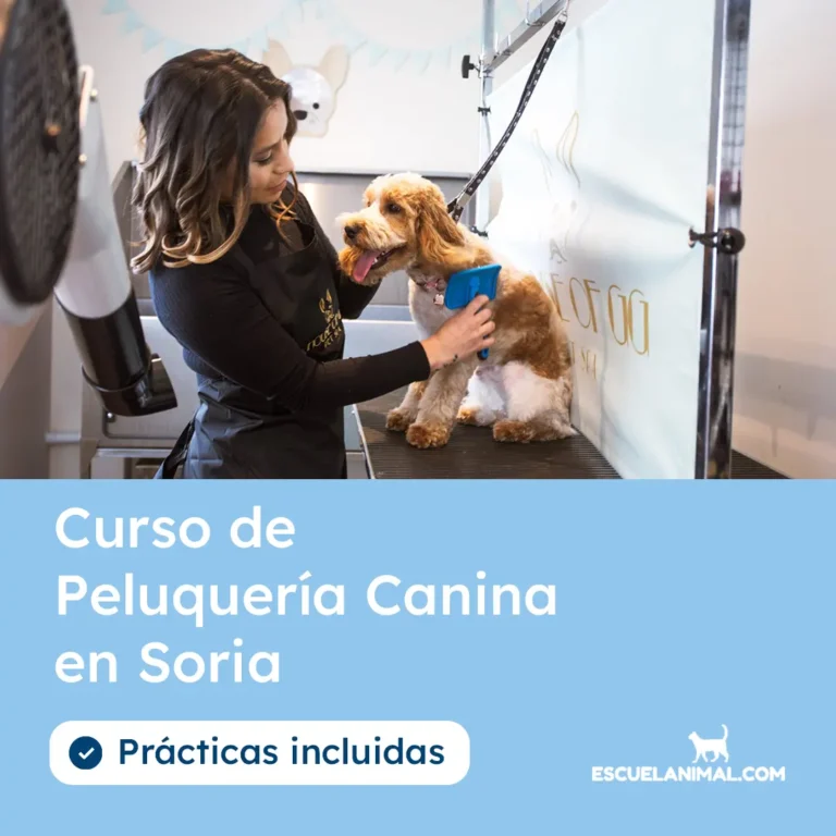 curso de peluqueria canina en soria