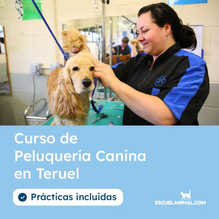curso de peluqueria canina en teruel