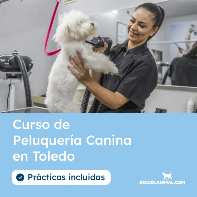 curso de peluqueria canina en toledo