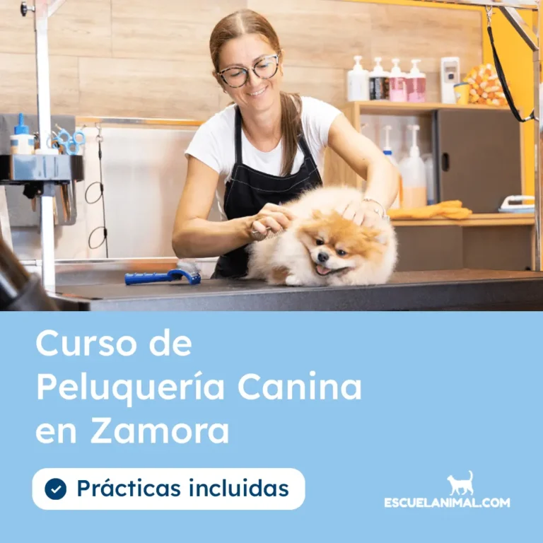 curso de peluqueria canina en zamora