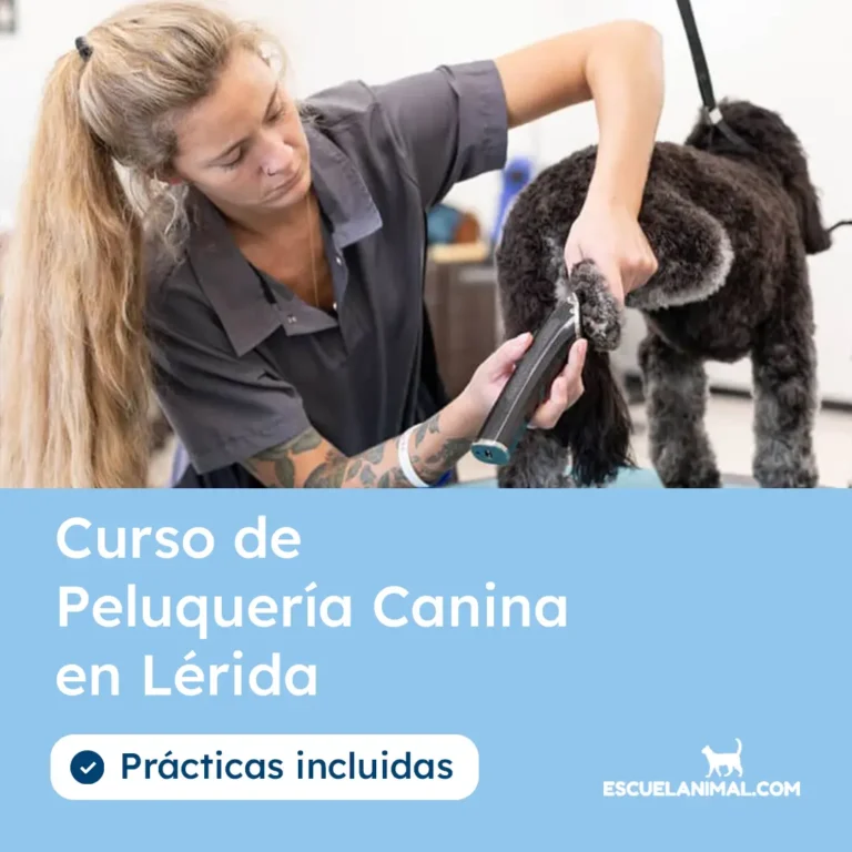 curso de peluqueria canina lerida