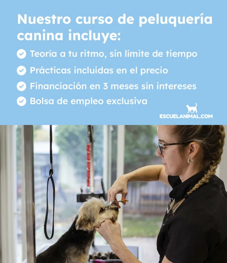 curso de peluqueria canina ourense con practicas