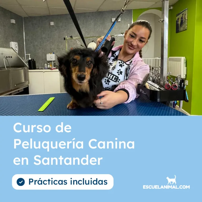 curso de peluqueria canina santander