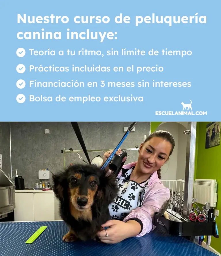 curso de peluqueria canina santander con practicas