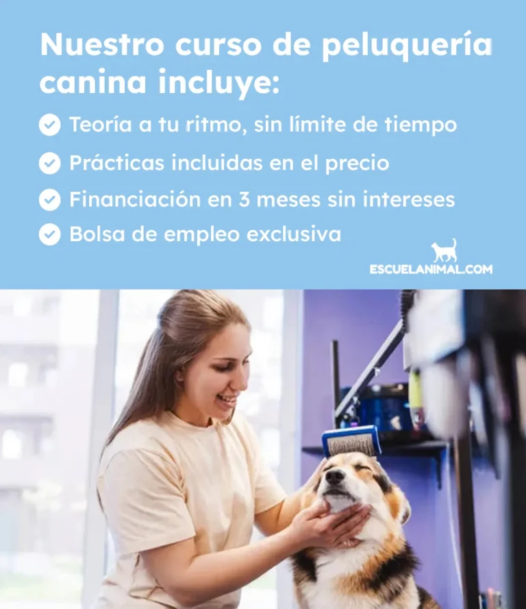 curso de peluqueria canina tarragona practicas