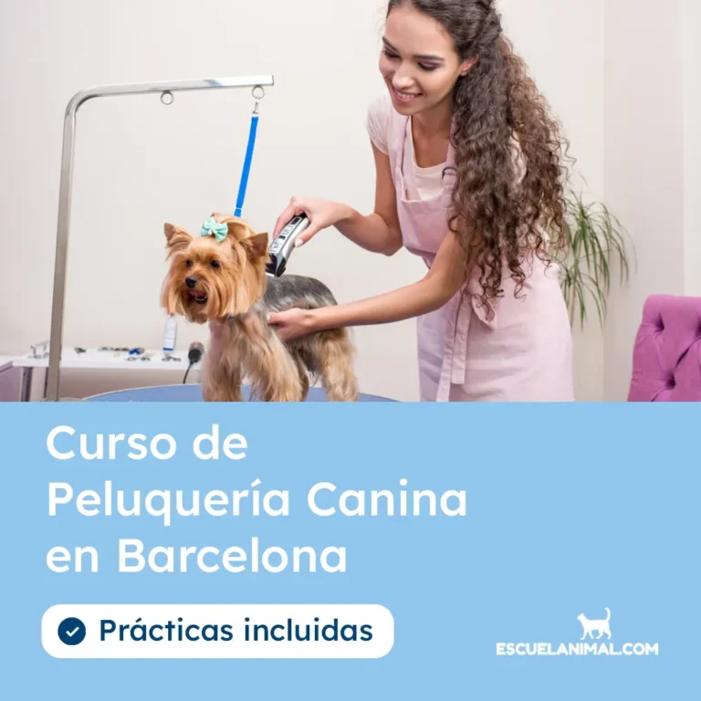 curso peluqueria canina en barcelona