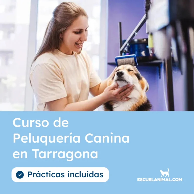 curso peluqueria canina tarragona