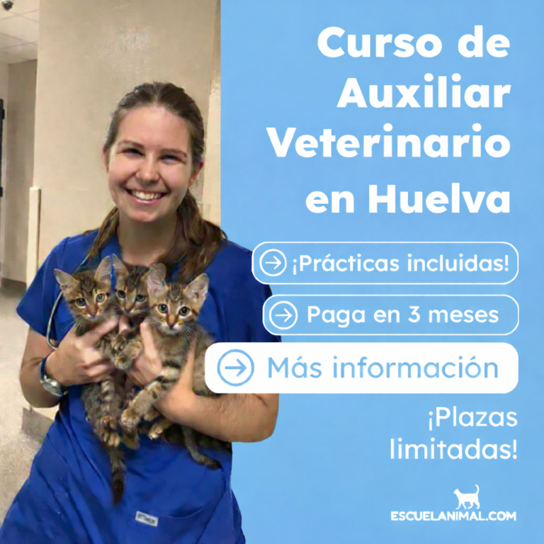 Curso de Auxiliar Técnico Veterinario en Huelva
