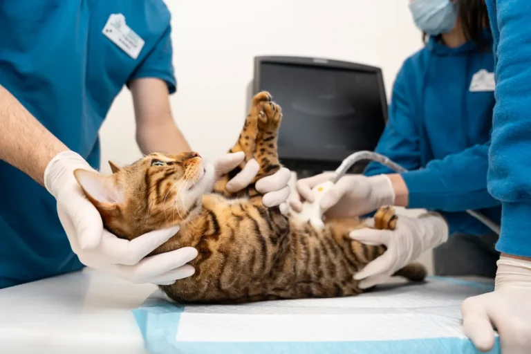curso ecografia veterinaria escuelanimal