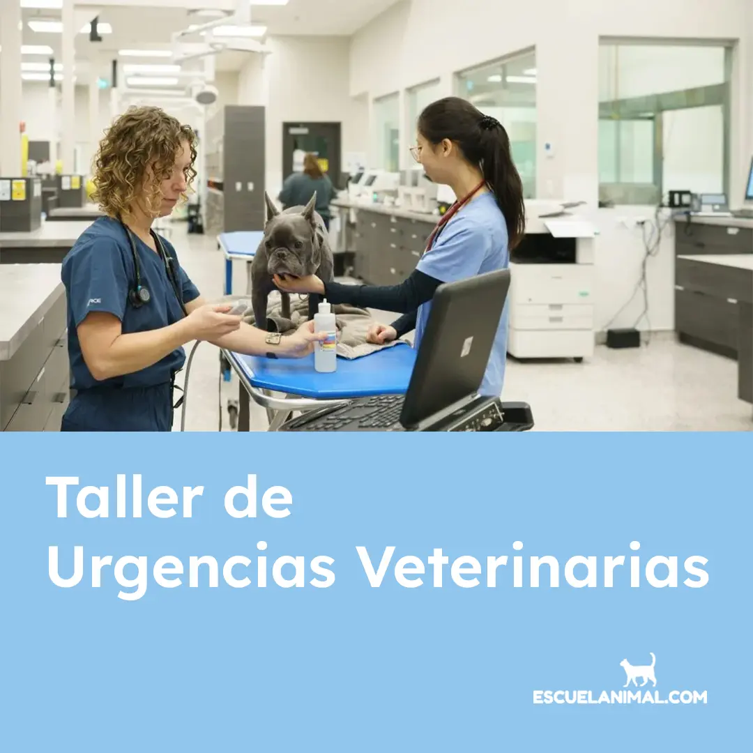 taller de urgencias veterinarias