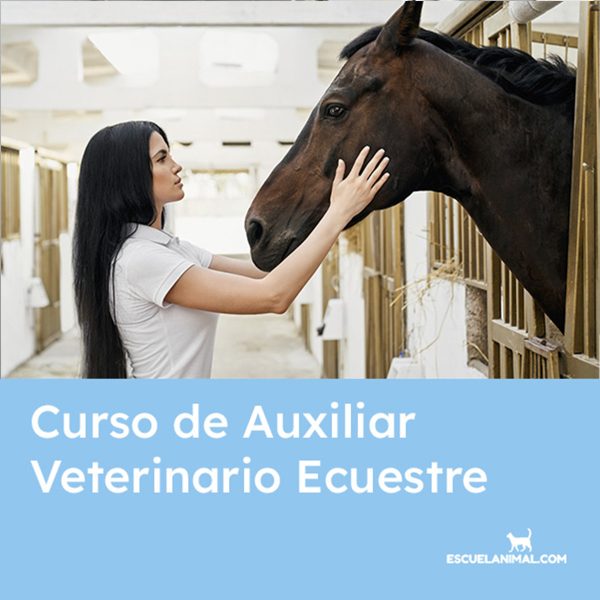 curso de auxiliar veterinario ecuestre